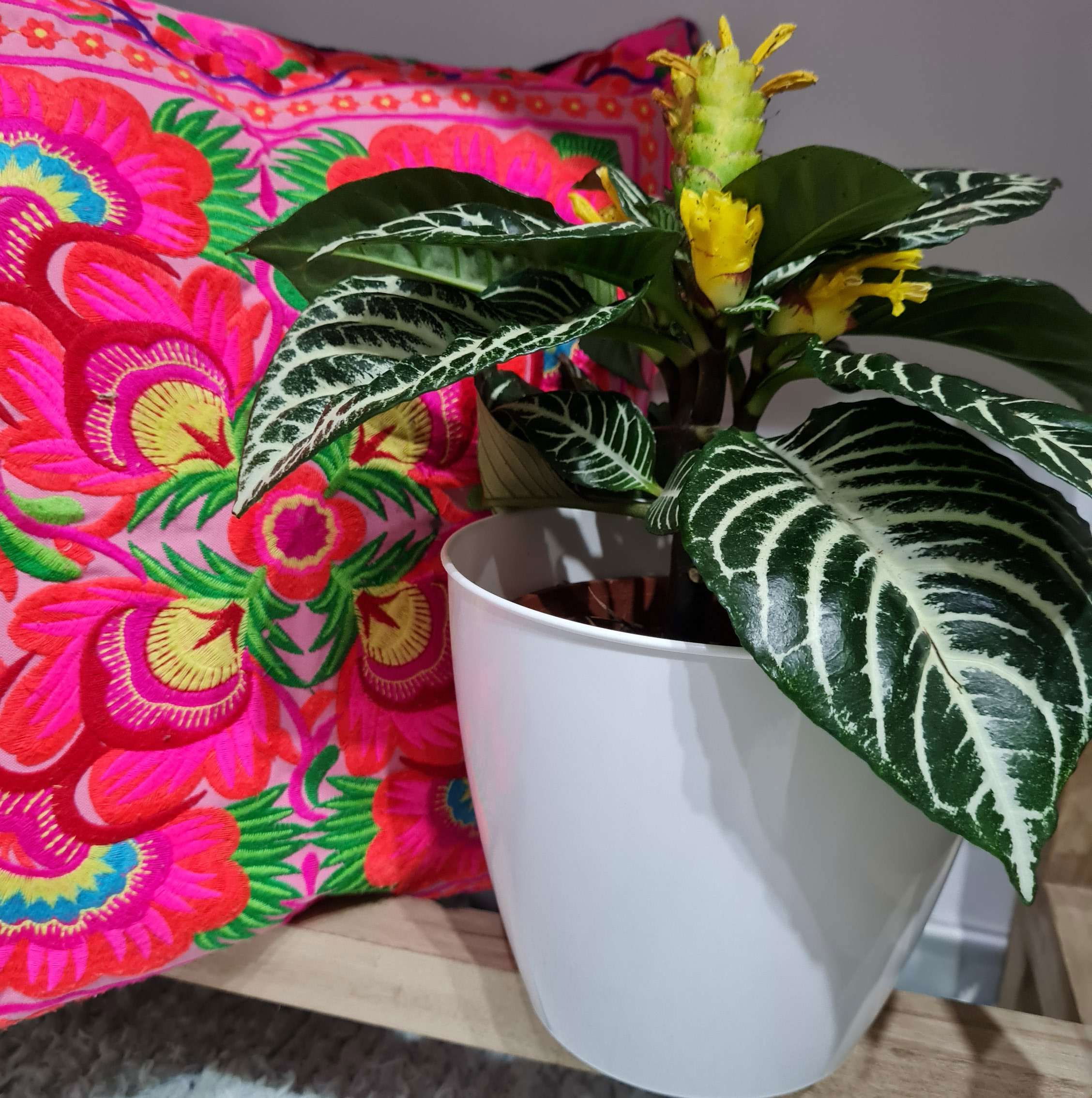 Aphelandra M14