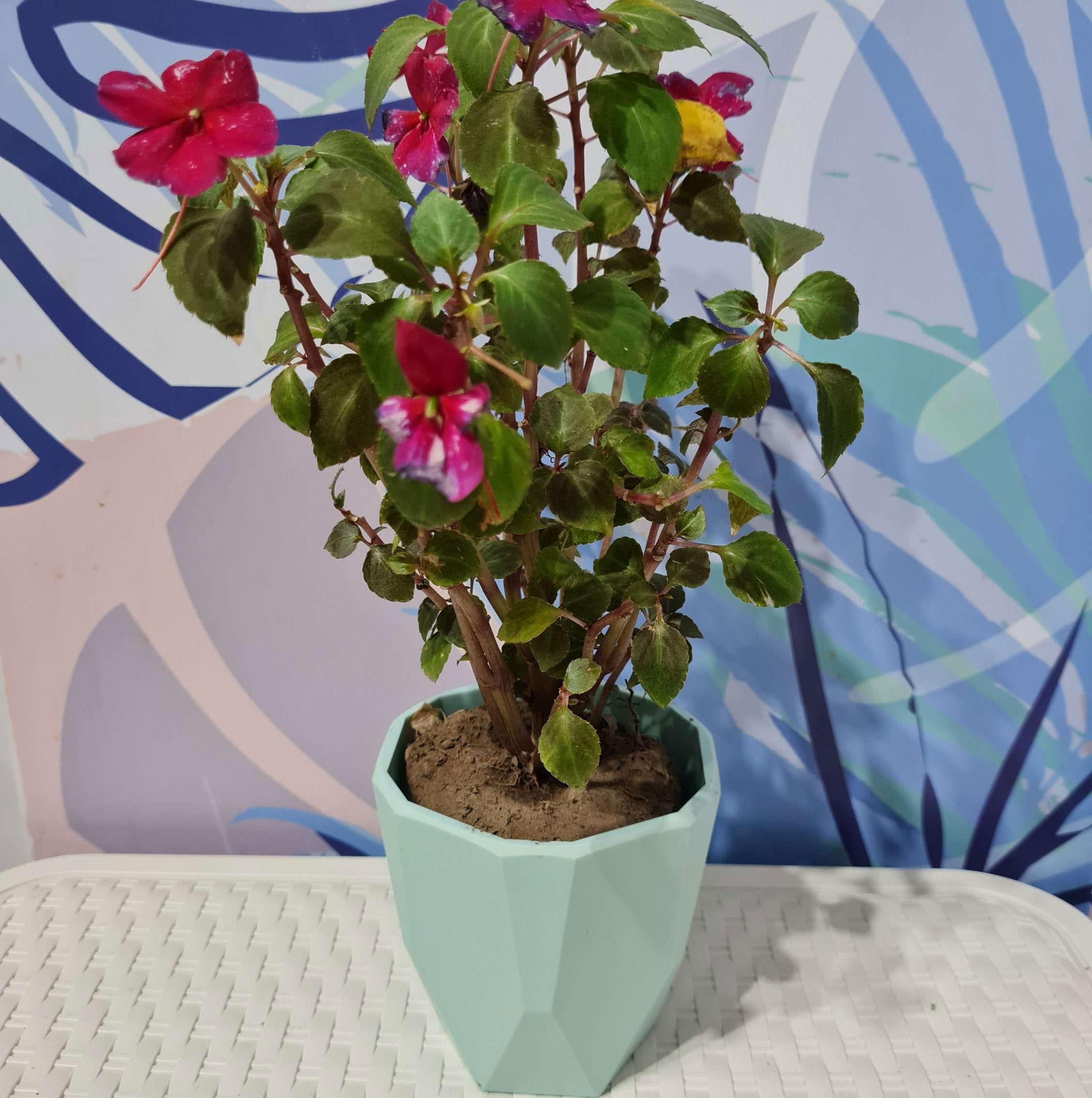 Alegria del Hogar - M 10 ( Gran variedad de colores)