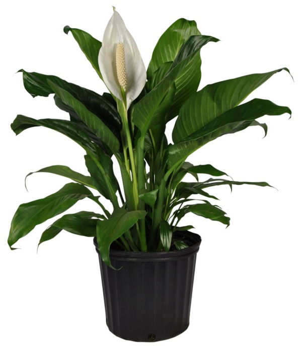 Planta spathiphyllum M 16