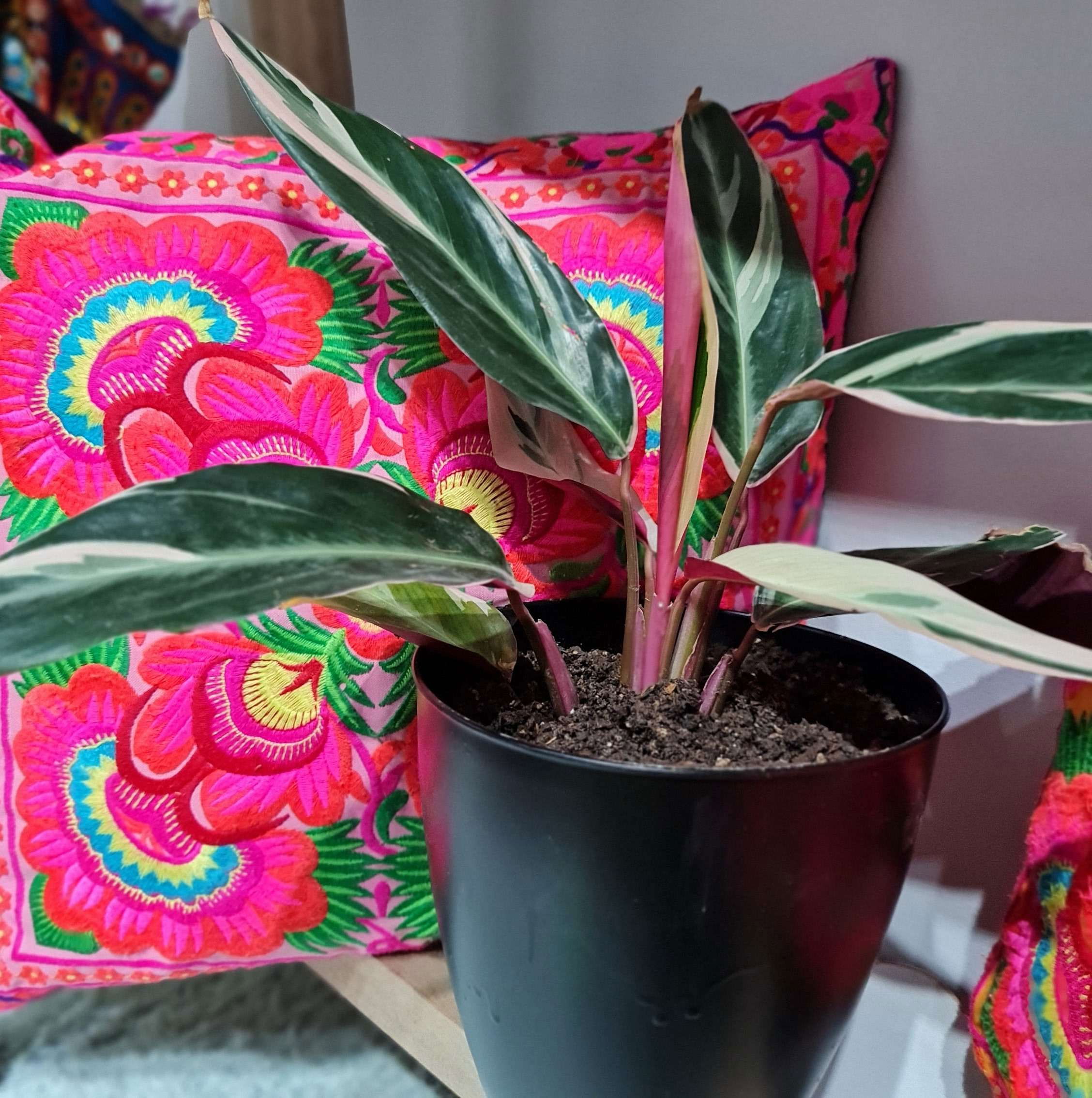 Calathea Triostar - Marantha Ktenante M 14