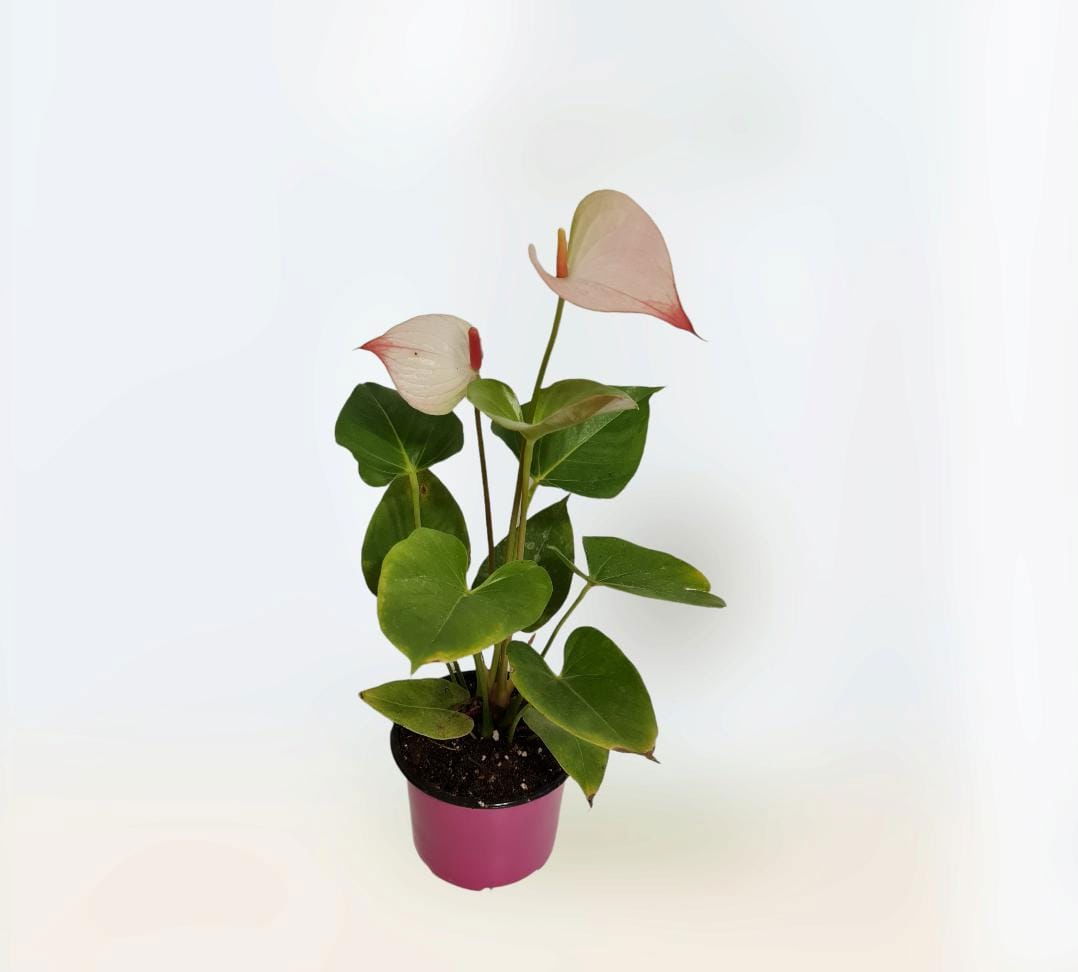 Anthorium Rosa M 12