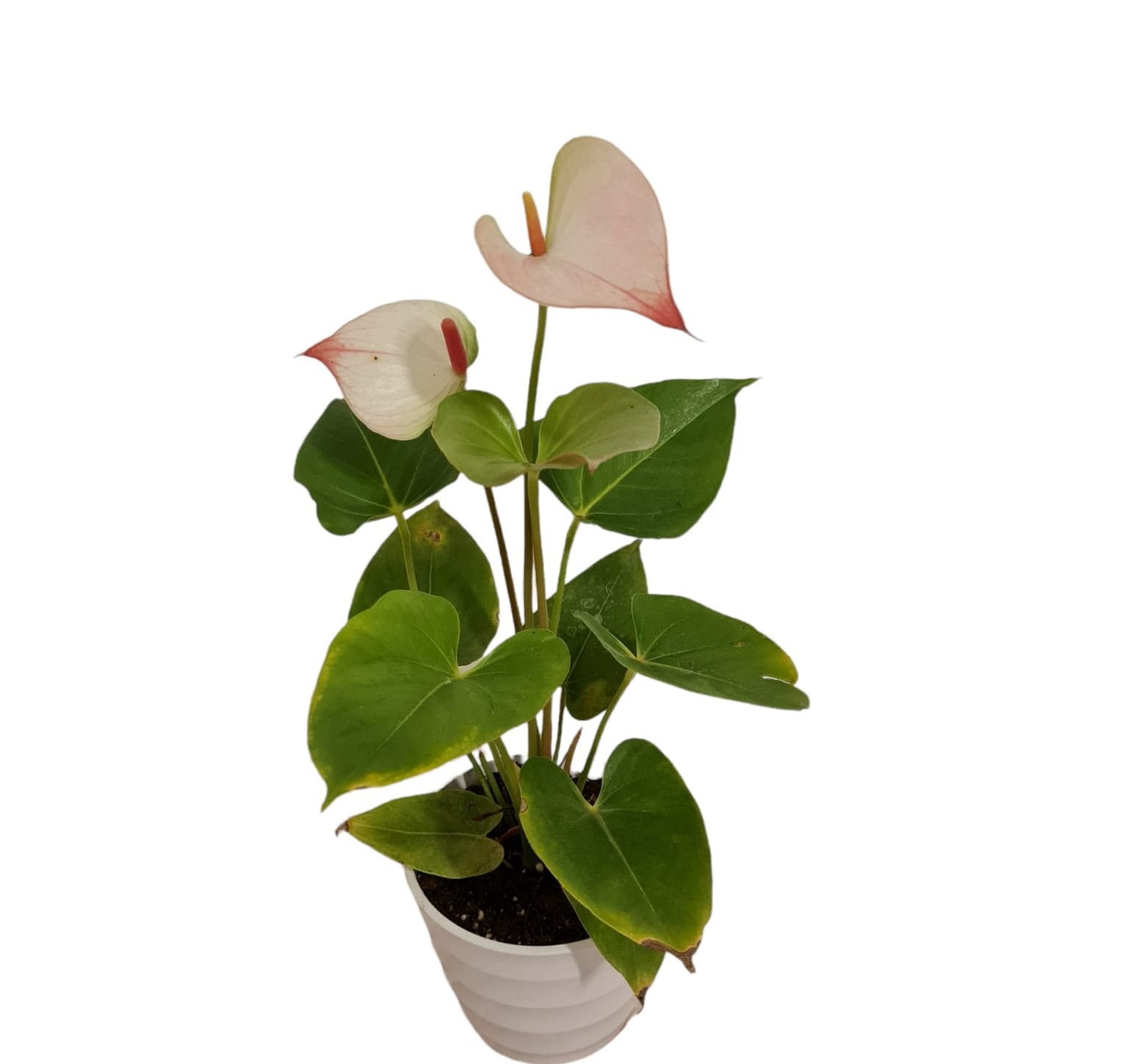 Anthorium Rosa en maceta